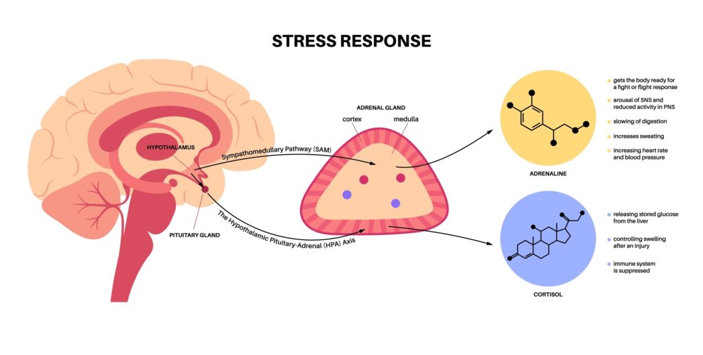 Meilleur complément alimentaire pour la libido masculine coach en neuro sexologie 1