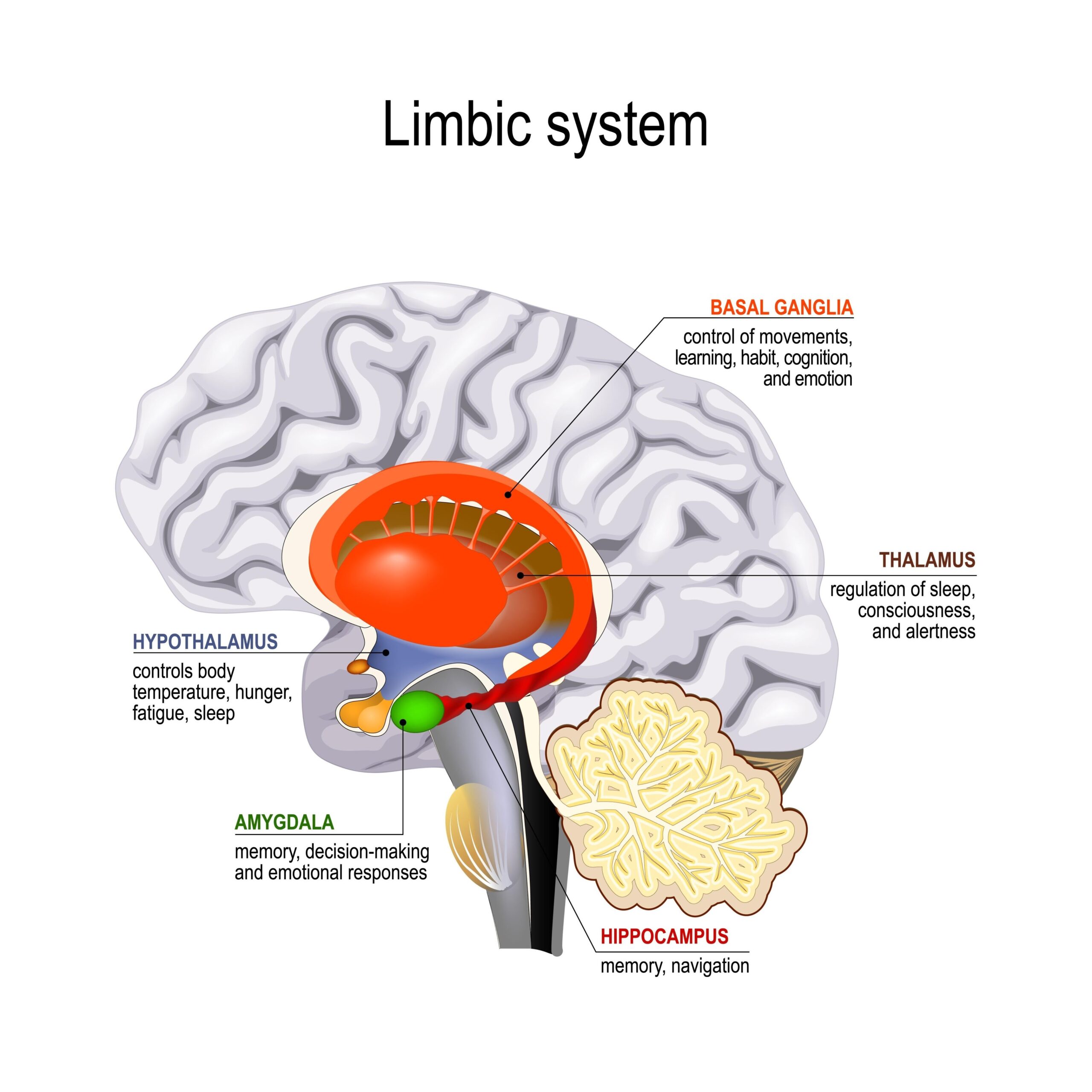 Système Limbique et Éjaculation Précoce — Chaker Lajili Neuro-Sexologie Paris 13