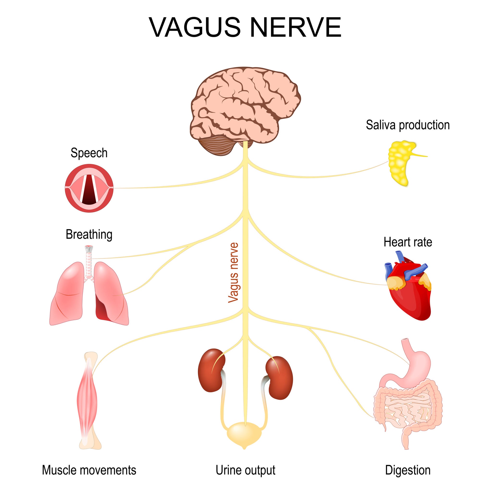 Nerf Vague — Levier biologique pour le contrôle éjaculatoire — Théorie Polyvagale Porges